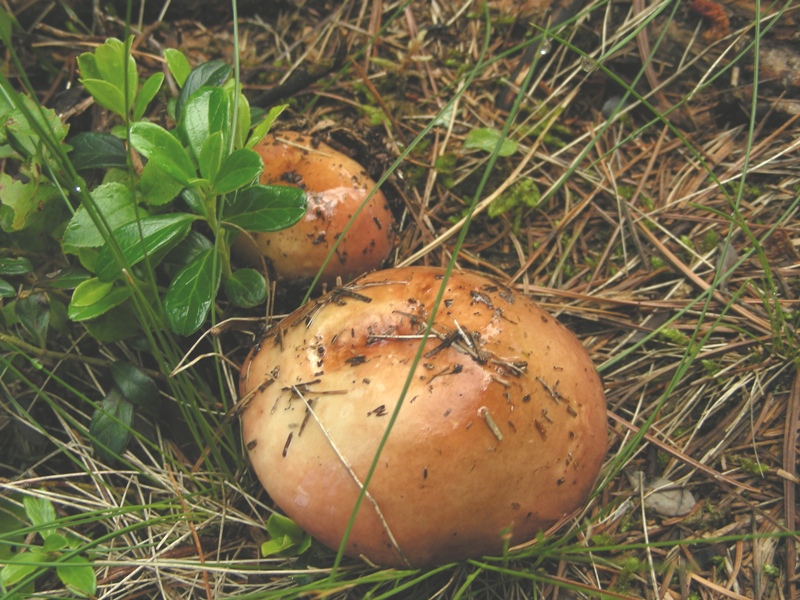 Russula decolorans